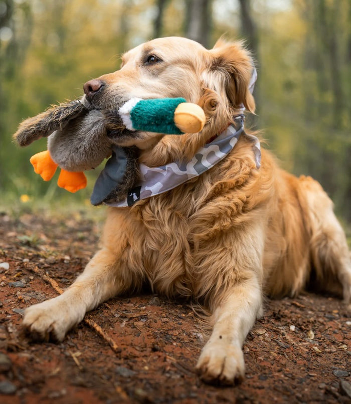 Local Boy-Duck Toy