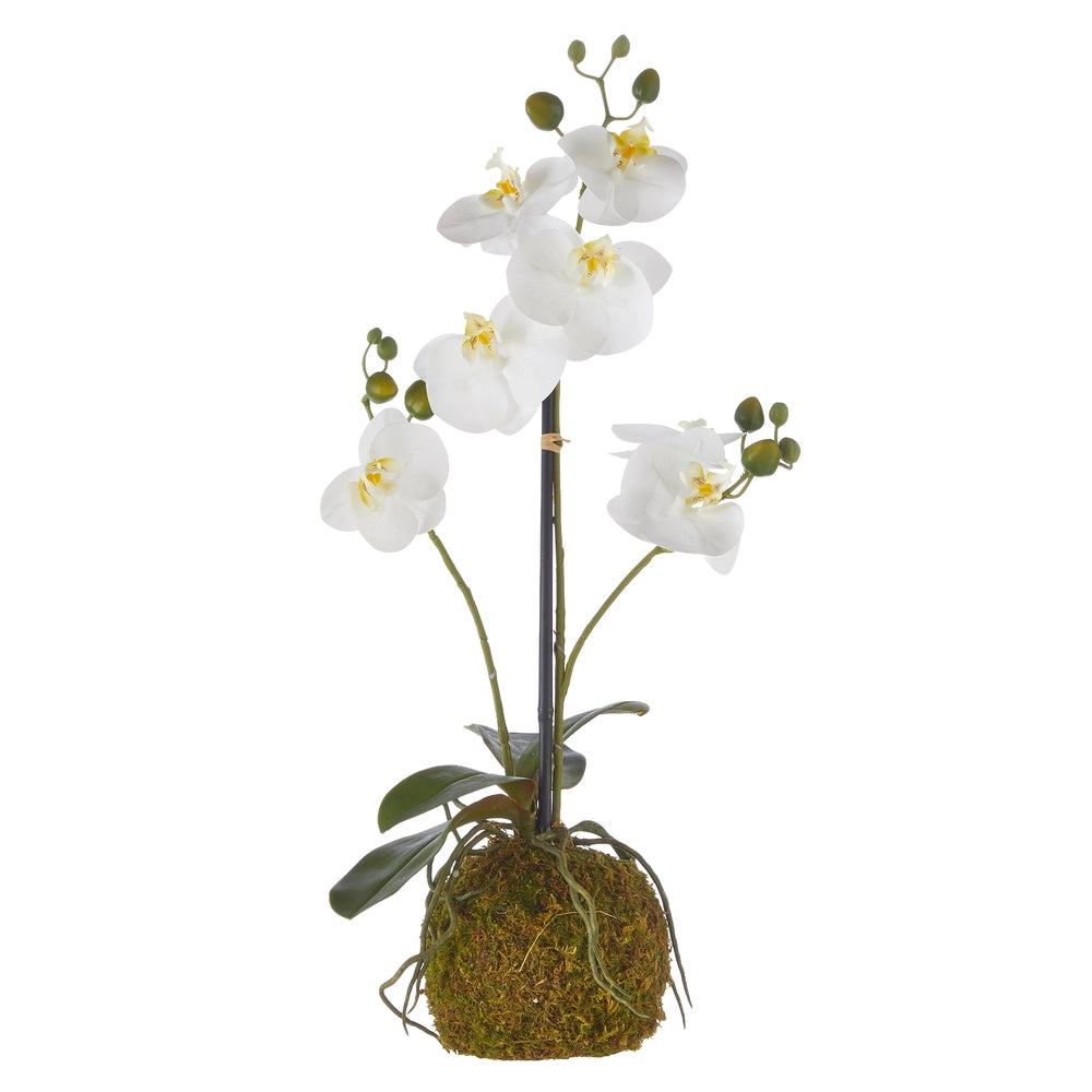 Raz 23.75" Real Touch White Orchid With Moss Ball