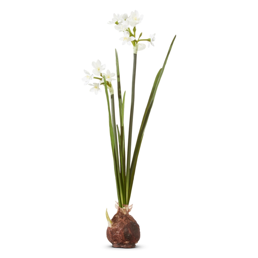 Raz 18” Paperwhite Bulb
